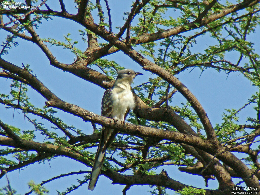 Great Spotted Cuckoo