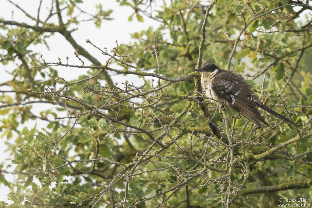 Great Spotted Cuckoo