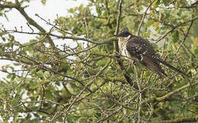 Great Spotted Cuckoo