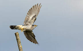 Common Cuckoo