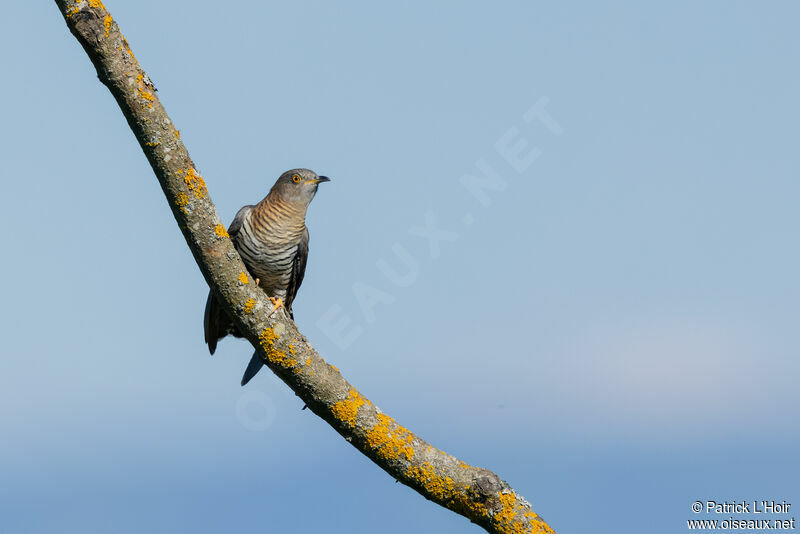Common Cuckoo female adult breeding