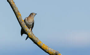 Common Cuckoo