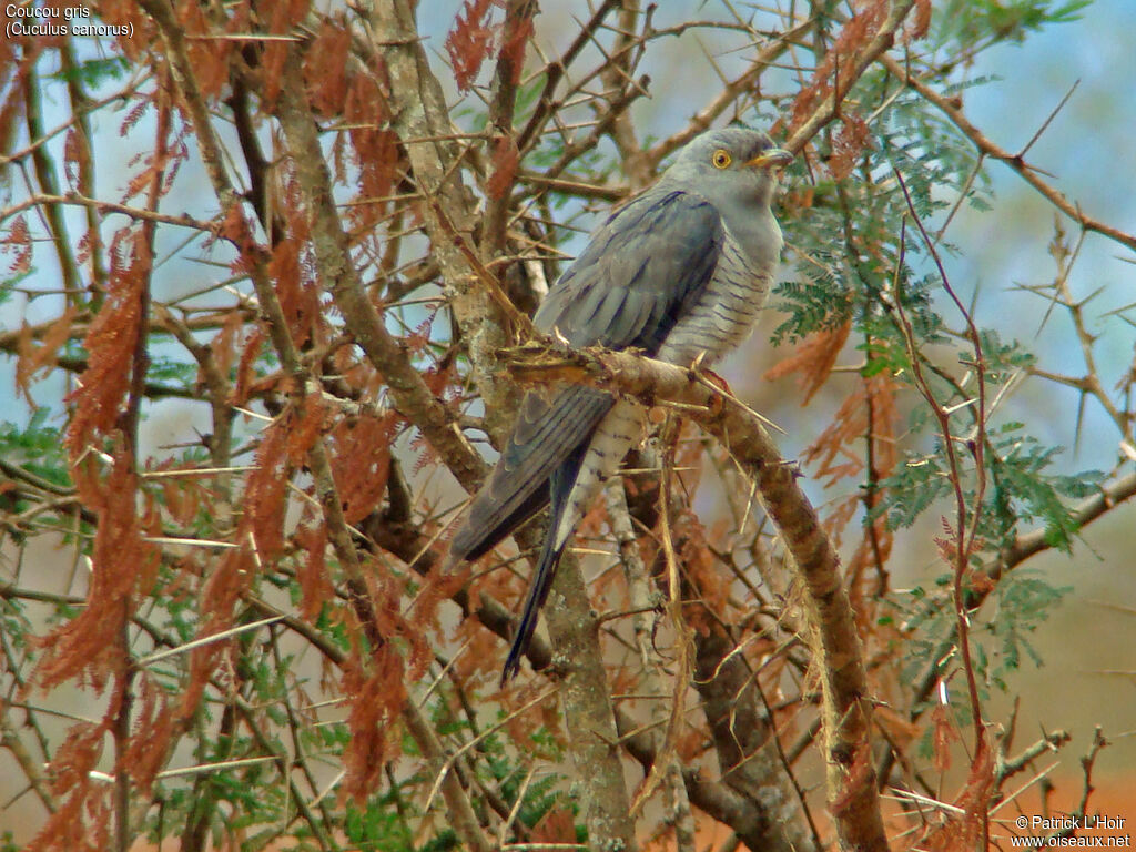 Common Cuckoo