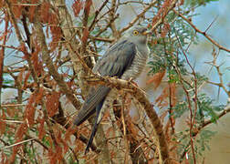 Common Cuckoo