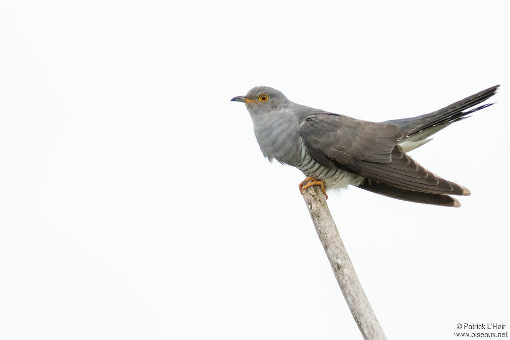 Coucou gris mâle adulte nuptial, chant