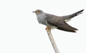 Common Cuckoo