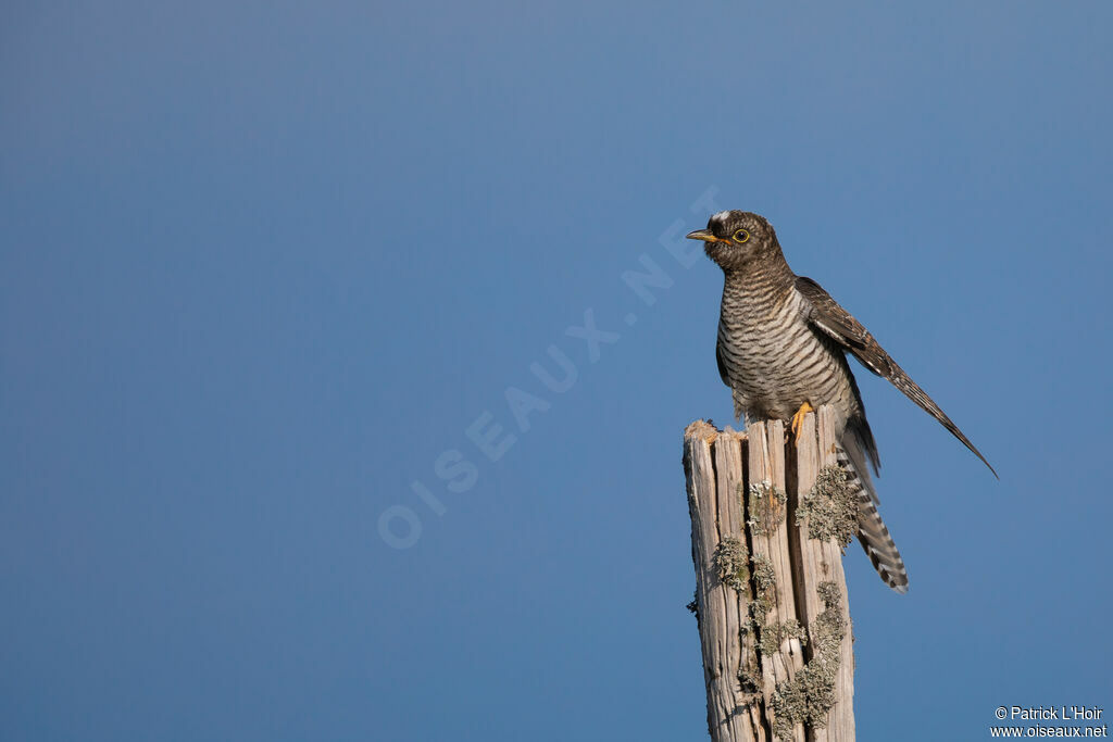 Common Cuckoo