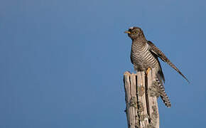 Common Cuckoo