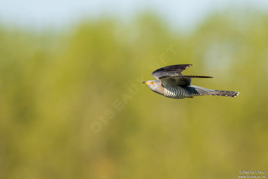 Common Cuckoo