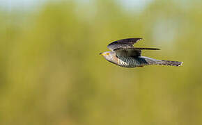 Common Cuckoo