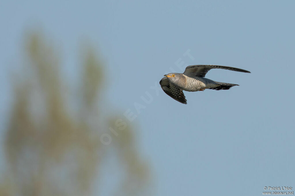 Common Cuckoo