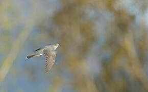 Common Cuckoo