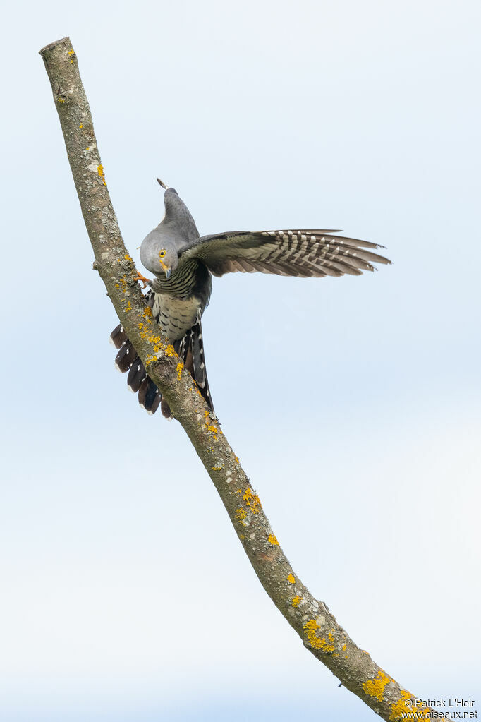 Common Cuckoo