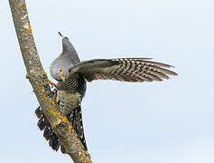 Common Cuckoo