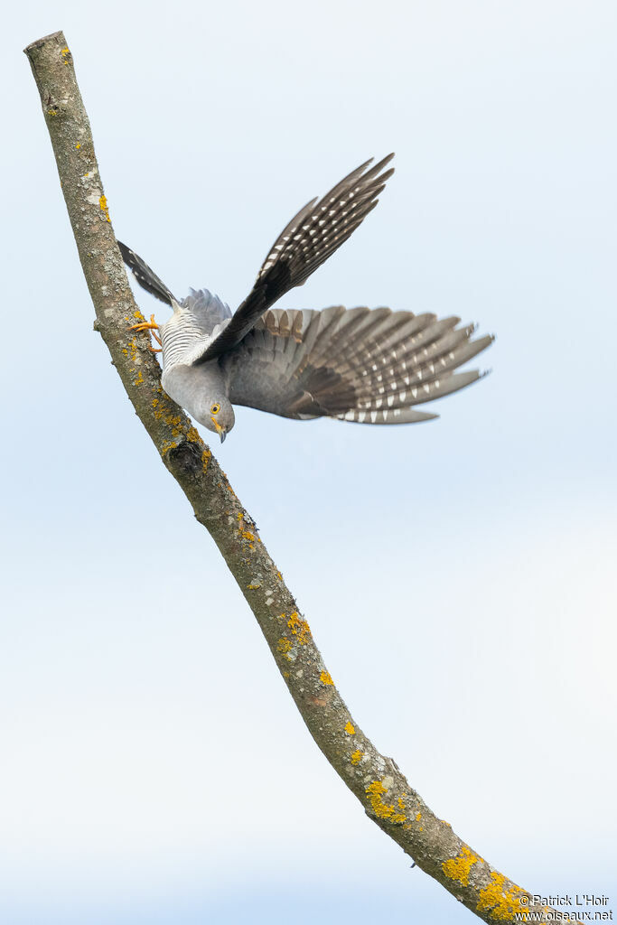 Common Cuckoo