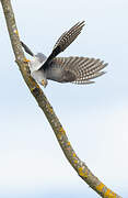 Common Cuckoo