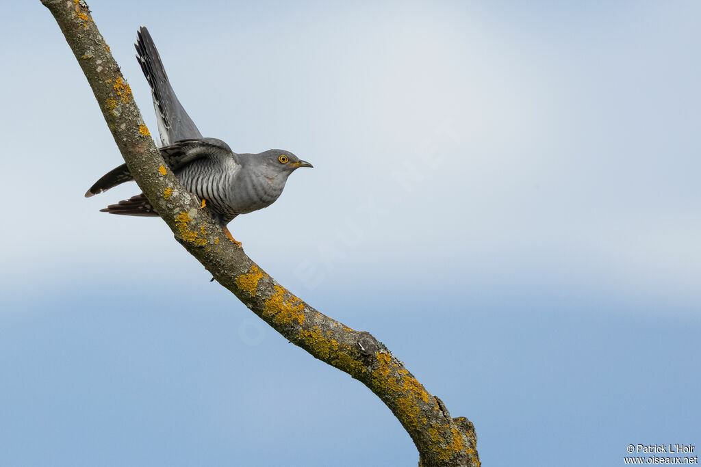 Common Cuckoo