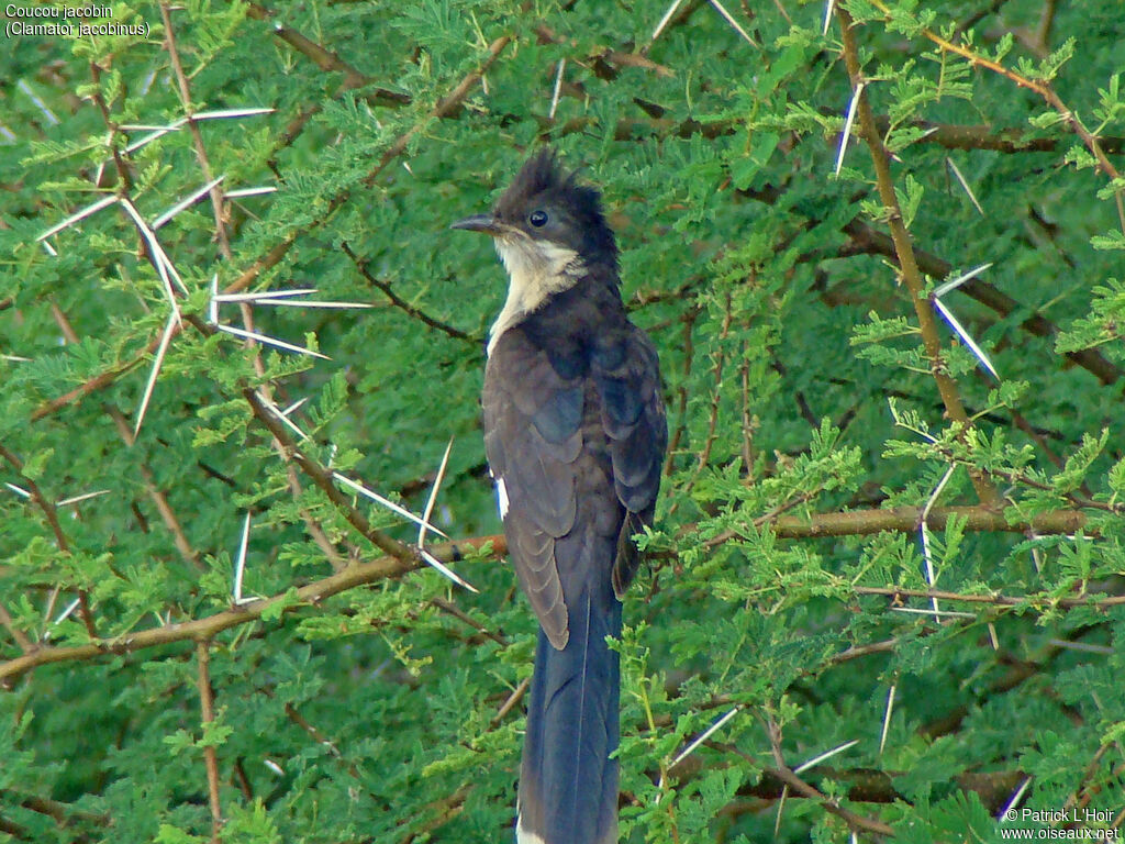 Jacobin Cuckoo