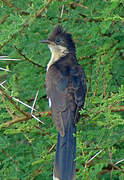 Jacobin Cuckoo