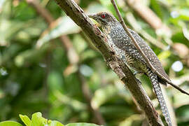 Asian Koel