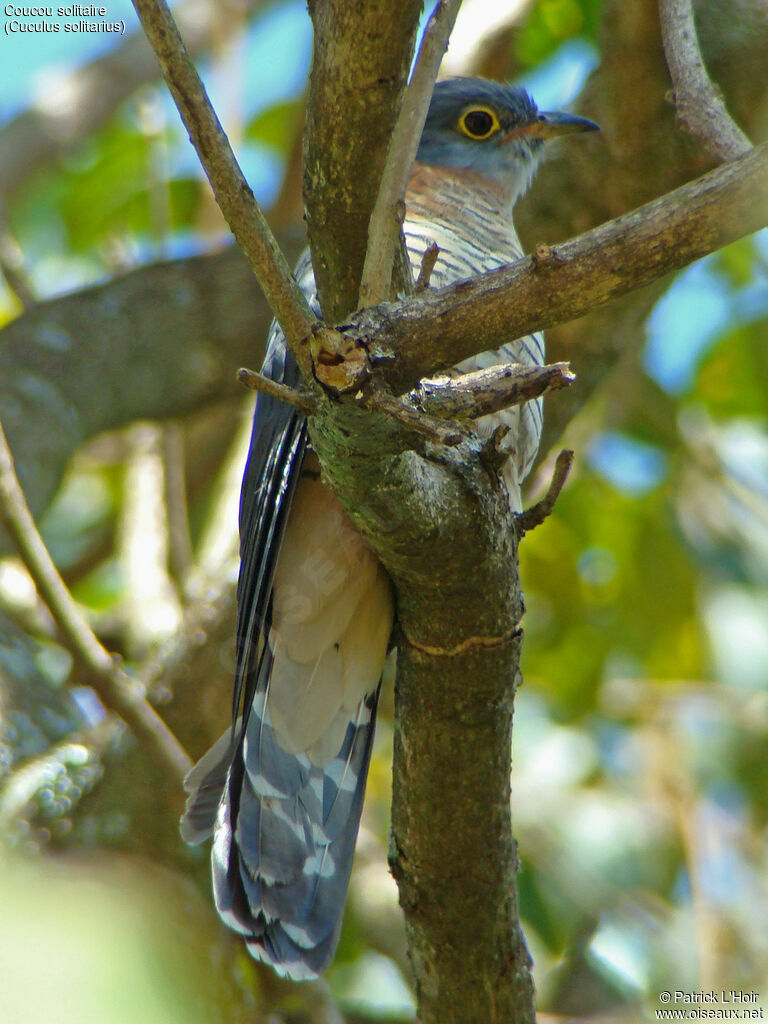 Red-chested Cuckoo