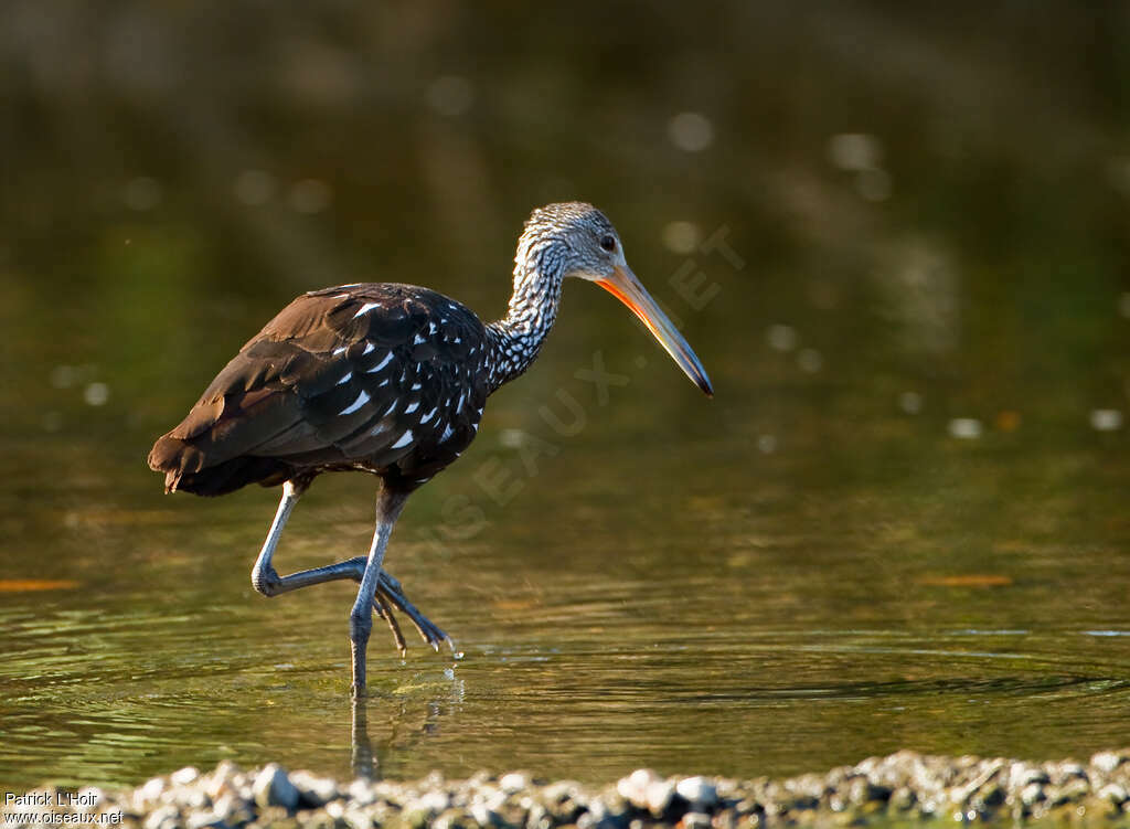 Courlan brunadulte, identification, marche