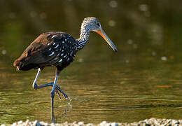 Limpkin