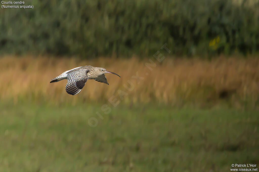 Eurasian Curlewadult, Flight