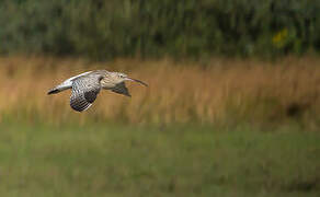 Eurasian Curlew