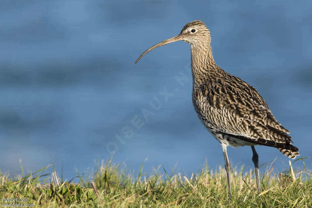 Eurasian Curlew