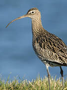 Eurasian Curlew