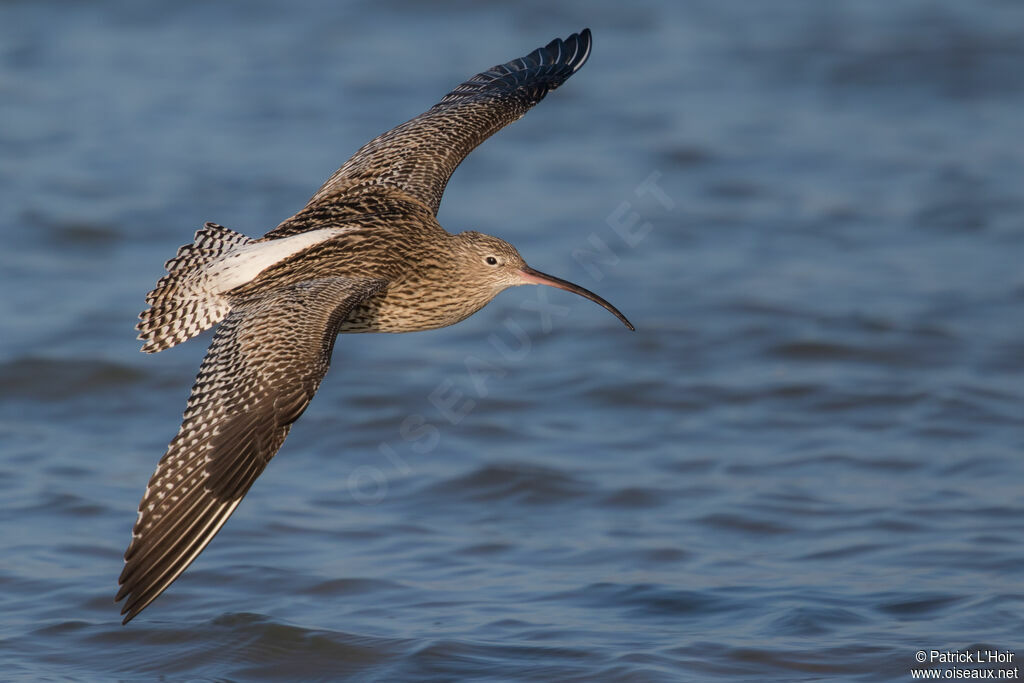 Eurasian Curlewadult