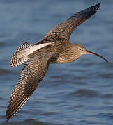 Eurasian Curlew