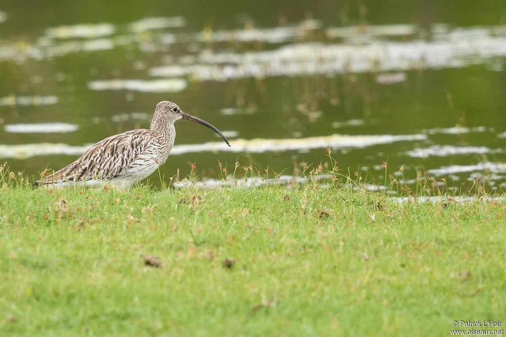 Eurasian Curlew