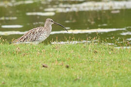 Eurasian Curlew