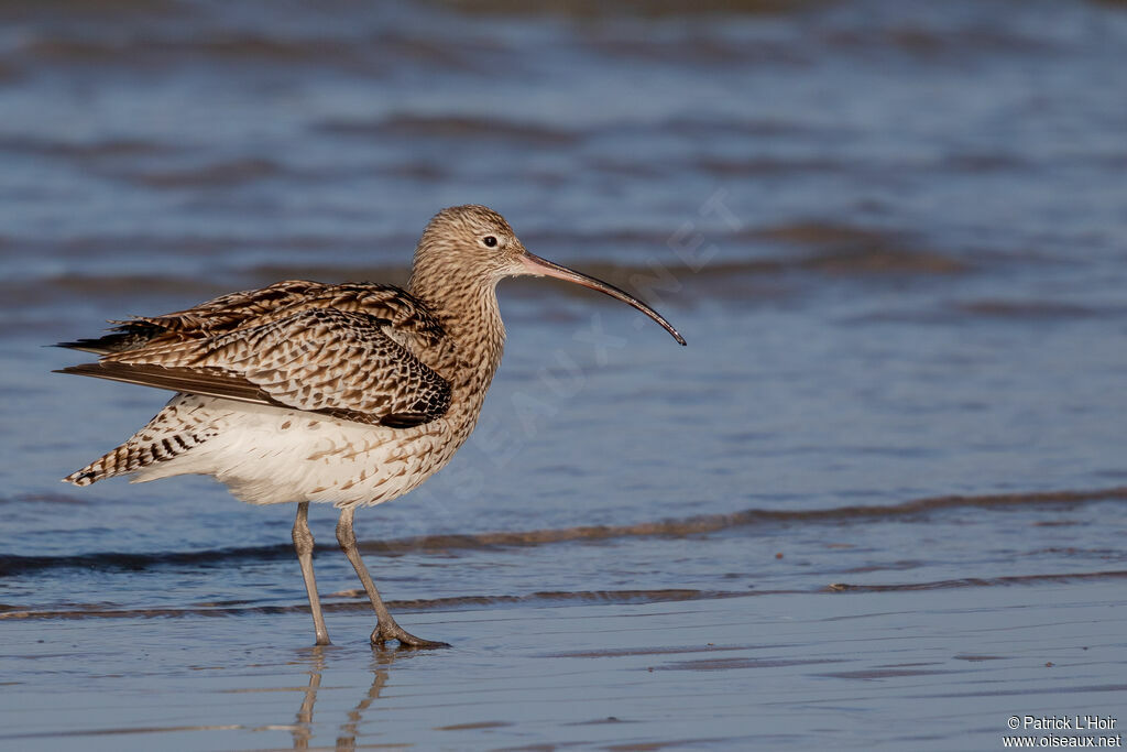 Eurasian Curlew