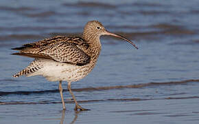 Eurasian Curlew