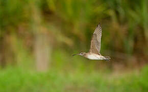 Whimbrel