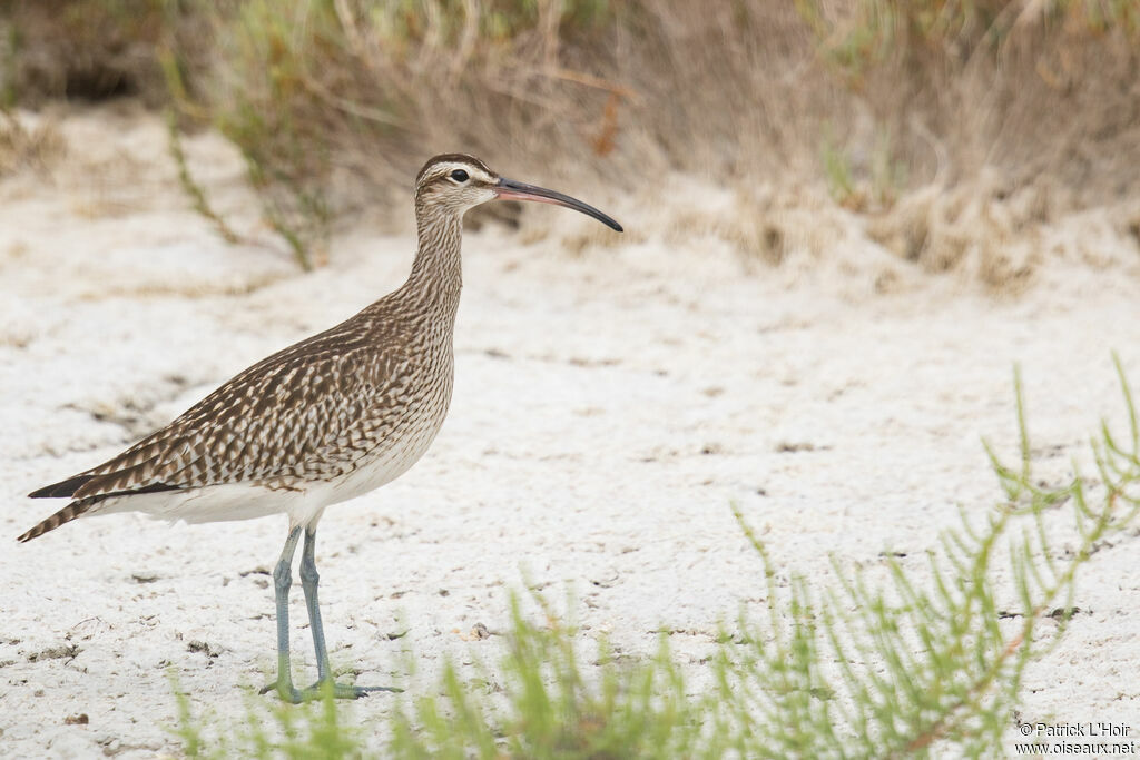 Eurasian Whimbrel