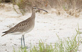 Eurasian Whimbrel