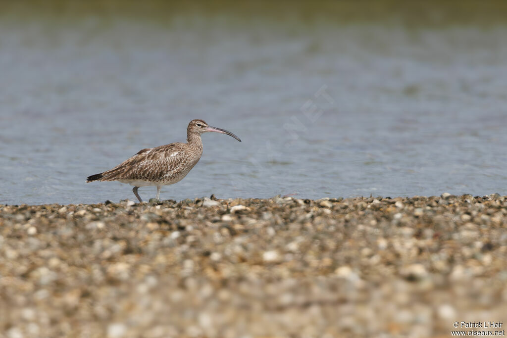 Eurasian Whimbrel