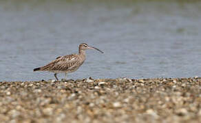 Eurasian Whimbrel