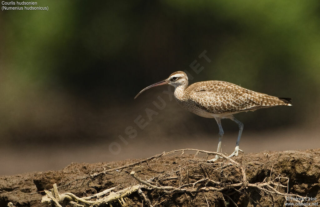 Whimbrel (hudsonicus)adult