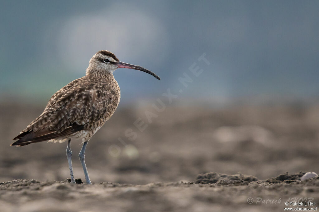 Whimbrel (hudsonicus)