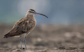 Hudsonian Whimbrel