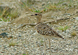 Double-banded Courser