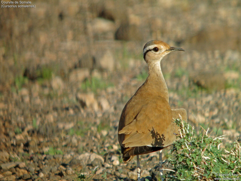 Somali Courseradult