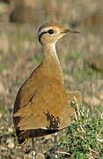 Somali Courser