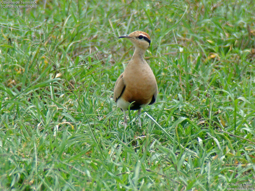 Temminck's Courser