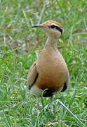 Temminck's Courser